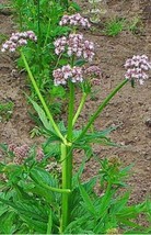 50 Seeds Valerian Officinalis Swift Bloom With Premium Heirloom Seeds - £6.59 GBP