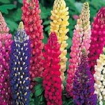 100 Lupine Flower Mix Seeds Russell Perennial Zones 39 Fast Ship Fresh USA SELLE - £11.36 GBP