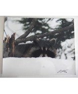 Adorable Raccoon peaking over the snow , 8x10 photo, Wildlife Photography - $36.42 CAD