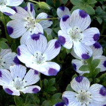 VP Five Spot Unusual Eye Catching Purple Flower 125 Seeds  - £1.26 GBP