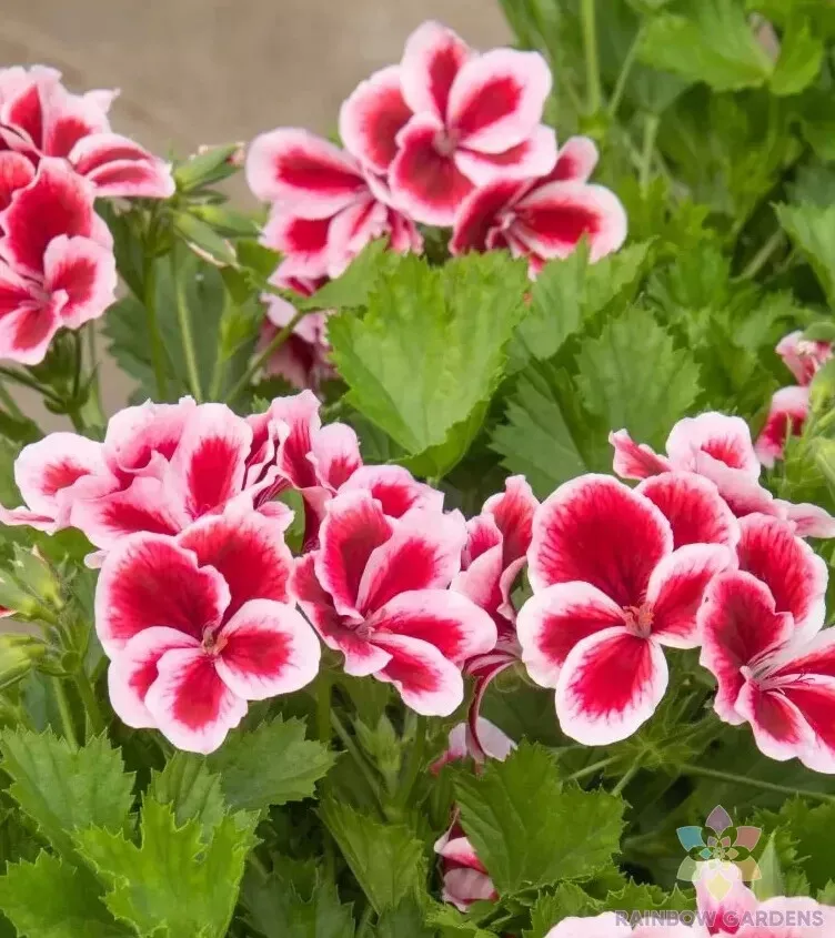 25+ Martha Washington Geranium Seeds | Pelargonium Glandiflorum Garden P... - €4,35 EUR