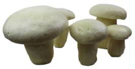 Freeform Rigid Foam Mushroom shapes for DIY crafting, Fantasy Craft, Garden deco - £23.55 GBP