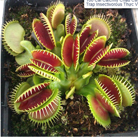 100 SEEDS Catchfly Potted Plant Seeds Garden Venus Fly Trap Insectivorous Plant