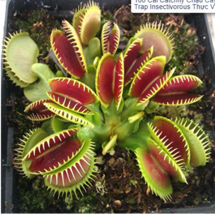 100 SEEDS Catchfly Potted Plant Seeds Garden Venus Fly Trap Insectivorous Plant - £9.42 GBP