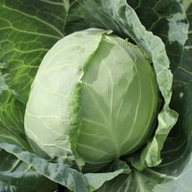 AW 50 Golden Acre Cabbage Seeds Organic Vegetable Heirloom Non Gmo Garde... - $10.79