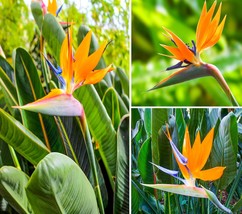 Strelitzia Bird Of Paradise | Strelitzia Reginae Plant | Live Plant - £25.88 GBP