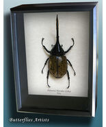 Real Largest Beetle Dynastes Hercules Lichyi XL Framed Entomology Shadowbox - $359.00