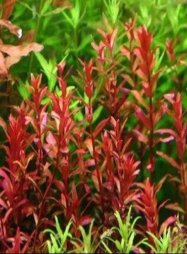 Rotala Rotundifolia RED Live Aquarium Plant Aquatic Plant