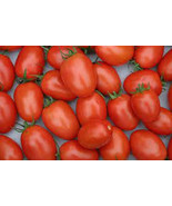 PPA 50 Seeds Pony Express Tomato Tomatoe Vegetable Garden Edible Canning - $4.76