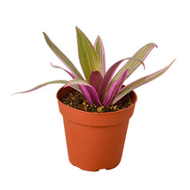 In 4&quot; Pot - Oyster Plant - Houseplant - Living room - Gardening FREE SHIP - £32.25 GBP
