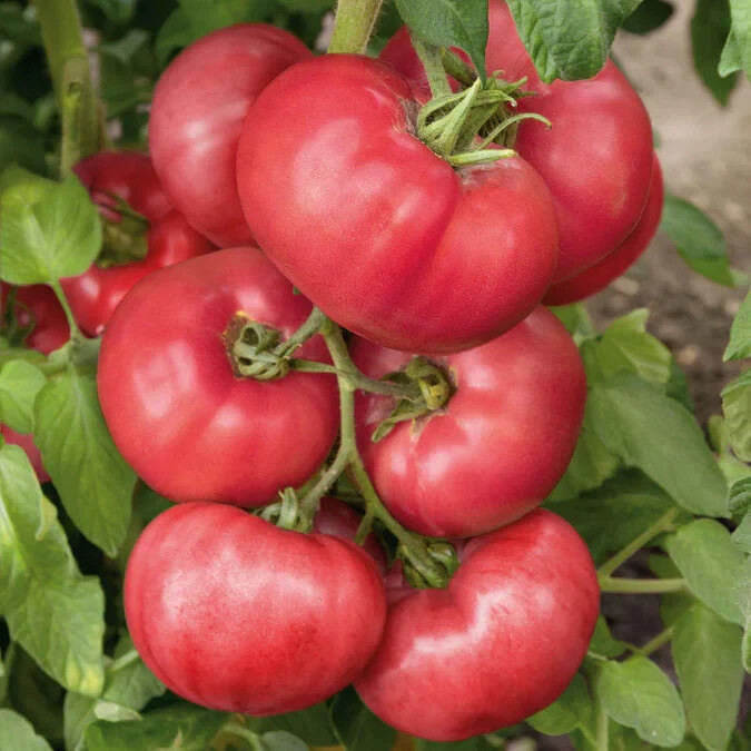 PSA Pink Heirloom Brandywine Tomato Seeds Indeterminate Potato Leaf Organic Easy - $8.97