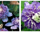 Top Seller - Blue Light Clematis Vine Blooms Spring &amp; Fall - 2.5&quot; Pot Li... - £42.61 GBP