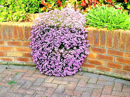 BPA 500 Seeds Pink Rock Soapwort Seeds Perennial Groundcover Trailing Container  - £7.06 GBP