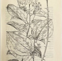 1905 Green Brier Carrion Flower Print Pen &amp; Ink Lithograph Antique Art  - £13.94 GBP