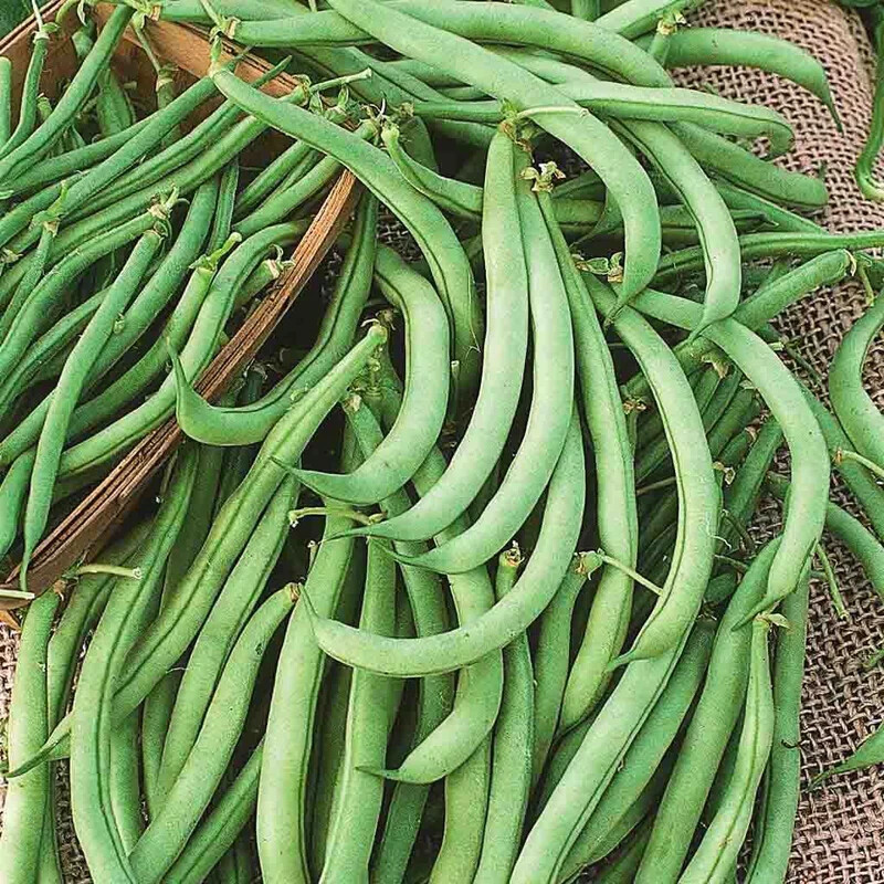 Bean Seeds Tendergreen Beans Bush Green Beans 75Ct New Fresh US Shipping - $10.08