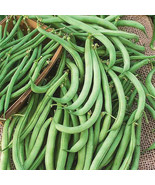 Bean Seeds Tendergreen Beans Bush Green Beans 75Ct New Fresh US Shipping - €8,63 EUR