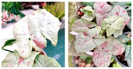 2.5&quot; Pot Milk Confetti Variegataed Syngonium podophyllum Live Plant in Pot - £55.76 GBP