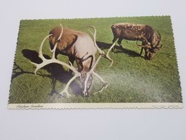 Vintage &quot;Alaska Joe&quot; Postcard Alaskan Reindeer Grazing In Meadow Scalloped Edge - £4.64 GBP