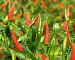 25 Chile De Arbol Chili Pepper Seeds Hot Fast Shipping - £7.06 GBP