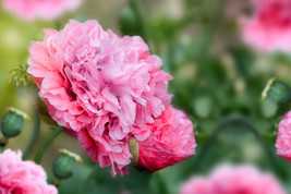 300 seeds Organic Rose Peony Poppy Pink Papaver Peoniflorum Flower - £6.25 GBP