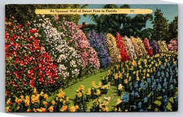 An unusual wall of sweet peas in Florida postcard VTG UNP linen 171 flowers - £4.50 GBP