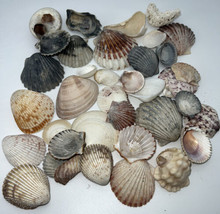 37 Pcs Natural Various Shells Vintage Estate Find - £19.97 GBP