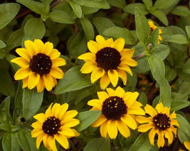 Exotic 200 Creeping Zinnia Flower Seeds Sanvitalia procumbens - $9.65