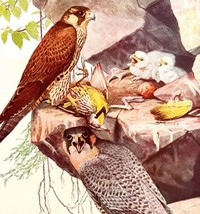 Duck Hawk Family 1936 Bird Art Lithograph Color Plate Print Nature DWU12D - £23.59 GBP