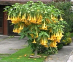 Yellow Brugmansia angel Trumpet Live Plant 4-12 inches tall, shipped in pot - £19.11 GBP