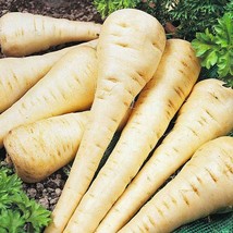 SEPT Parsnip Hollow Crown 200+ Seeds Vegetable Garden Us Seller - £4.54 GBP