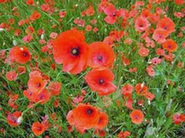 PWO Poppy, Shirley 500 Seeds  Bright Red Flower, Long Lasting Red Blooms - £10.63 GBP