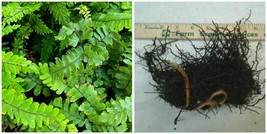 20 Maidenhair Spleenwort Fern Rhizomes, Live Plants, Asplenium trichoman... - $105.99