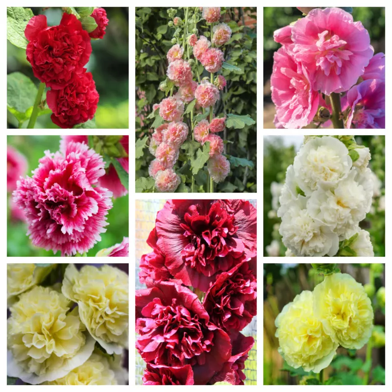 50 Seeds Summer Carnival Hollyhock Double Mixed Colors Alcea Rosea Flower - $12.22