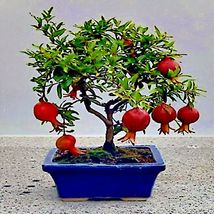 20 DWARF Pomegranate Tree Seeds Punica granatum Nana Garden Fruit House Plant, s - £13.06 GBP