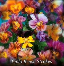 50 Viola Top Quality Brush Strokes Seeds - $145.24 MXN