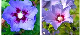 Blue Purple Hibiscus 20 Seeds Flowers Flower Seed Perennial Bloom - £16.71 GBP