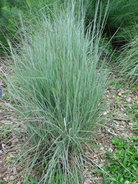 Fresh 500+ Little Bluestem Seeds American Native Grass Bunch Grass Beard Grass G - £14.10 GBP