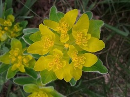 30 Euphorbia Polychroma Seeds Perennial Flower Drought Tolerant - £14.44 GBP