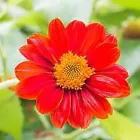 Mexican Pink Sunflower Seeds Plants Garden Planting Colorful organic  20 Seeds - $7.00