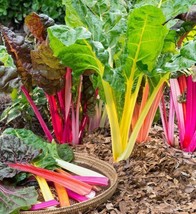 MBK 30 Rainbow Swiss Chard Seeds Bright Lights Nongmo Variety Sizes Fres... - $8.79