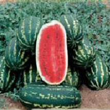 Legacy Watermelons Seeds Fresh Seeds USA - $14.24