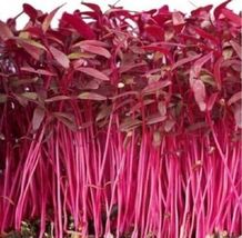 1000 Seeds Garnet Amaranth Red Spinach Kiwicha Microgreens Garden - £7.51 GBP