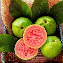 1 Pc 12&quot;-24&quot; Supreme Ruby Guava - Psidium guajava live plant Tropical Fr... - £62.89 GBP