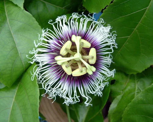 Possum Purple Passion Fruit Live Starter Plant Passiflora Edulis Self Fertile Ga - £28.29 GBP