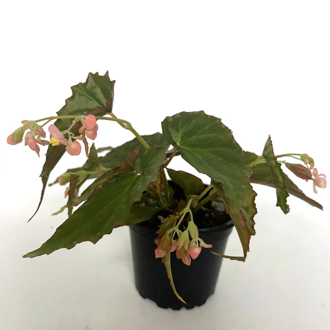 PSStore Begonia Borneensis 3.5&quot; Until 4 Inch Pot - $39.98