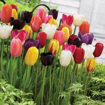 1 Pack 20 Colored Tulip Seeds Tulip Garden Flower - £6.26 GBP