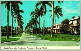 Royal Palms Line Residential Avenues In Sunny Florida FL Chrome Postcard I8 - £2.33 GBP