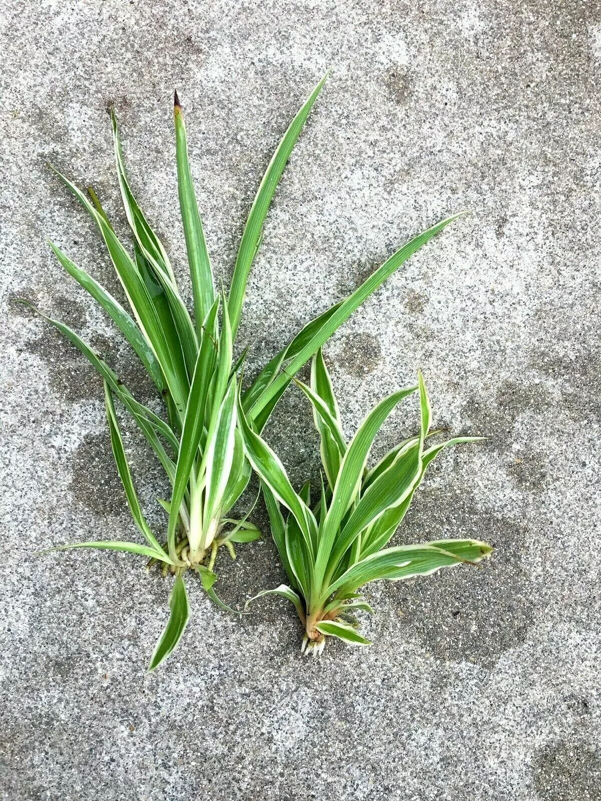 Lot of 2 Live Spider Plants Bare Fully Rooted  House Plants Large / Smal... - $17.99