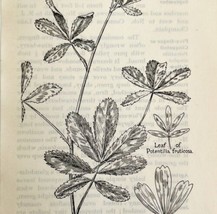 1905 Purple Cinquefoil Flower Print Pen &amp; Ink Lithograph Antique Art 6.75 x 3.75 - £13.08 GBP