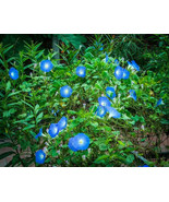 1400+ Heavenly Blue Morning Glory Seeds Bulk Untreated  Blue Flowers Vine - £14.86 GBP